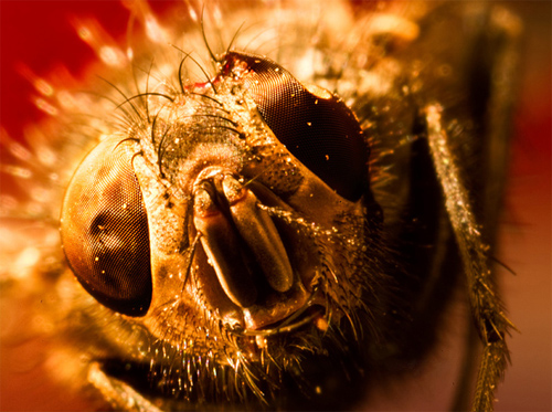 macro worx 4