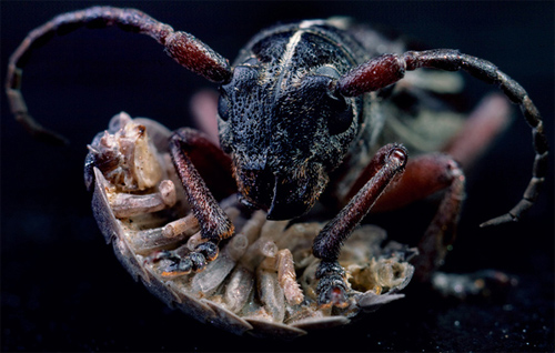 macro worx 6