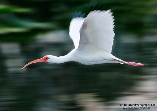 florida nature