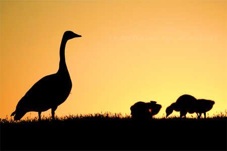 11-Tend-to-the-Gaggle Silhouette Photos - Tend to the Gaggle