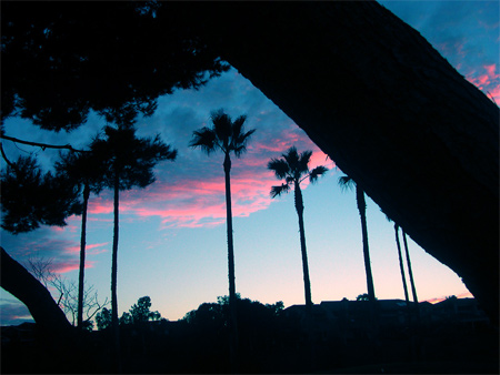 26-Palm-Silhouette Silhouette Photos - Palm Silhouette