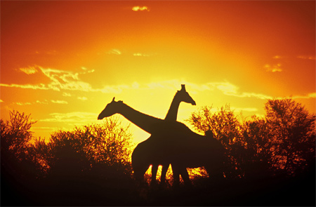 3-Silhouette-of-Two-Giraffes Silhouette Photos - Silhouette of Two Giraffes