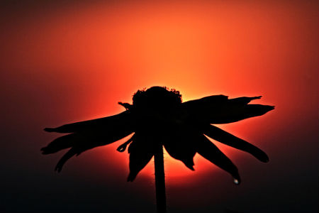 30-Flower-Silhouette Silhouette Photos - Flower Silhouette