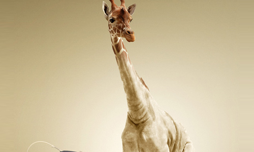 giraffe spots