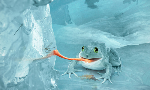snow frog