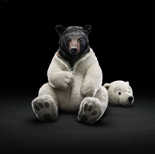 Black Bear