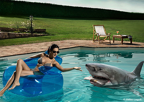 pet shark