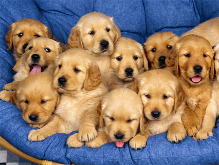 1-Dog http://www.flickr.com/photos/52295252@N06/5319459408/