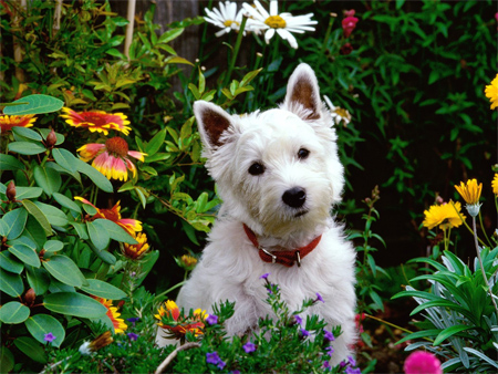 West Highland White Terrier (Westie)