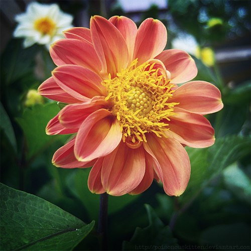 the flower