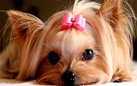 Pretty Puppy