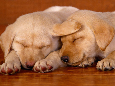 Two Yellow Labrador Puppies Sleeping Together