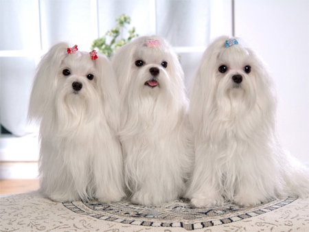 PRETTY GIRLS