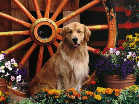 Golden Retriever Garden