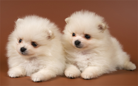 Adorable Dogs