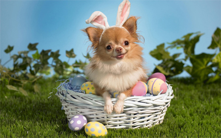 EASTER PUPPY