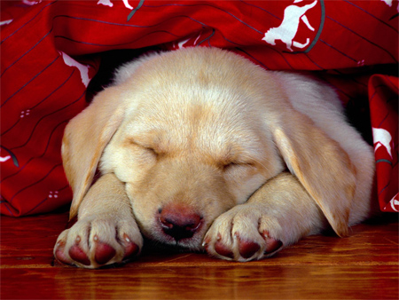 A Yellow Labrador Puppy Taking a Nap