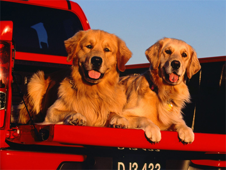 Golden Retriever Trucking