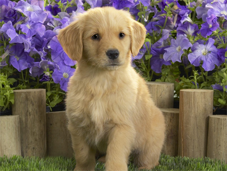 Labrador Puppy