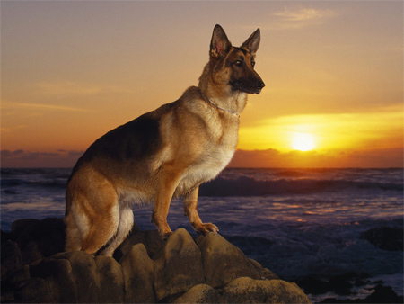 3-Majestic-German-Shepherd dog-photo-wallpaper-for-free
