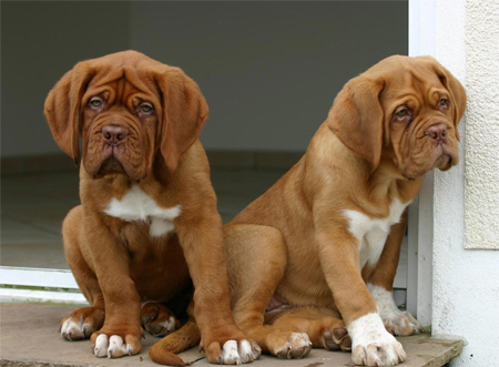 Animals - Pets Desktop Wallpaper collection. #26