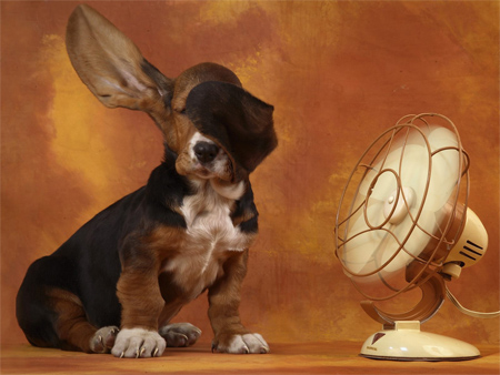 The Basset Hound and the Breeze