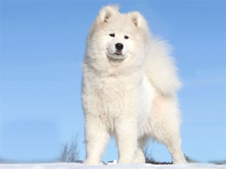 North Greenland Dog