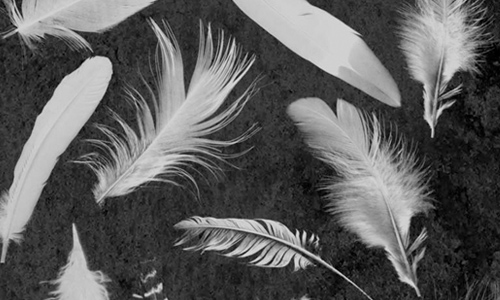 Feathers Brushes Set 1