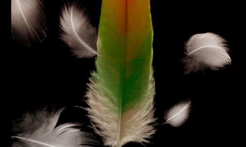 Feather Brushes