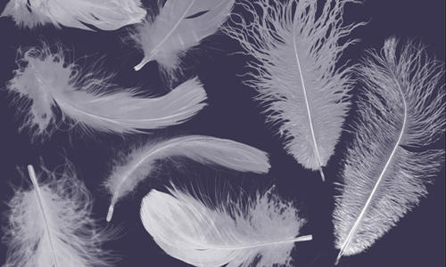 Ultimate Collection of Free Feather Photoshop Brushes