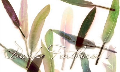 Duck Feathers II
