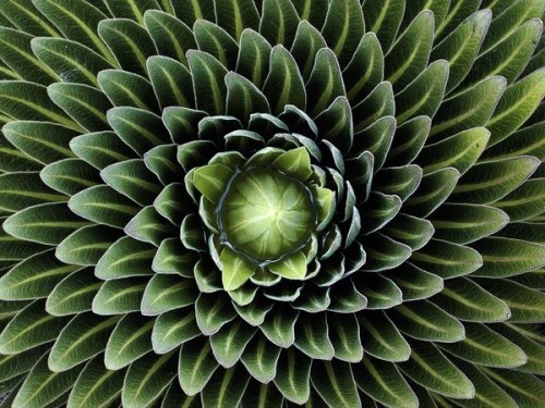Patterns in Nature 20 patterns-in-nature-20