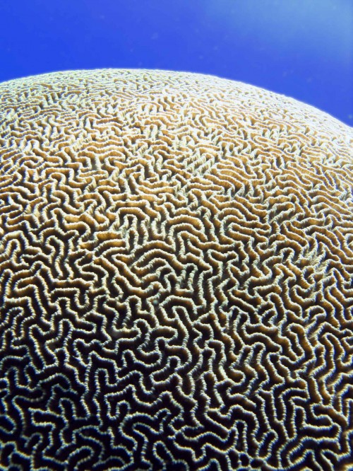 Patterns in Nature 23 patterns-in-nature-23