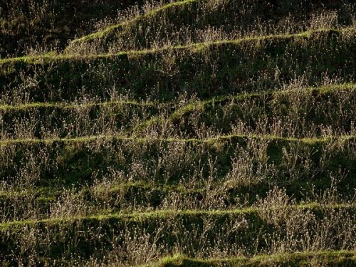 Patterns in Nature 24 patterns-in-nature-24
