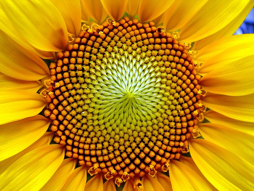 Patterns in Nature 26 patterns-in-nature-26