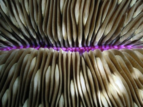 Patterns in Nature 30 patterns-in-nature-30
