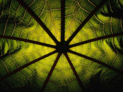 Patterns in Nature 32 patterns-in-nature-32