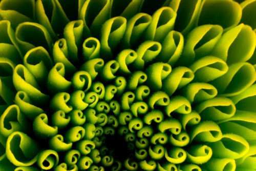 Patterns in Nature 37 patterns-in-nature-37