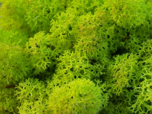 Patterns in Nature 39 patterns-in-nature-39