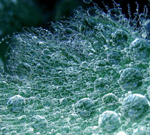 Patterns in Nature 40 patterns-in-nature-40
