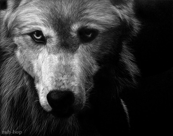 Scratchboard Illustration 08 scratchboard-illustration-28
