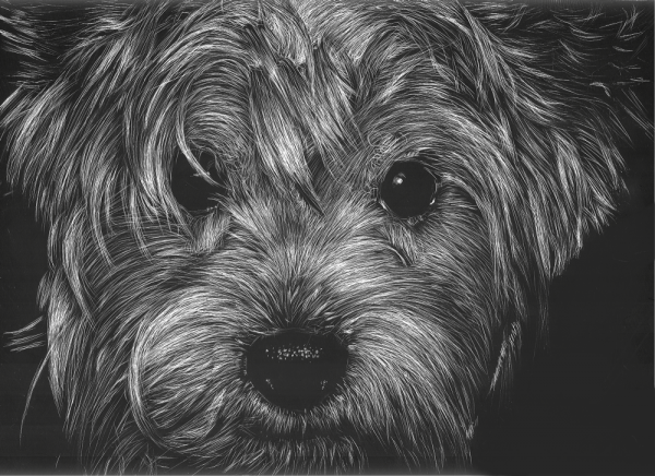 Scratchboard Illustration 09 scratchboard-illustration-29