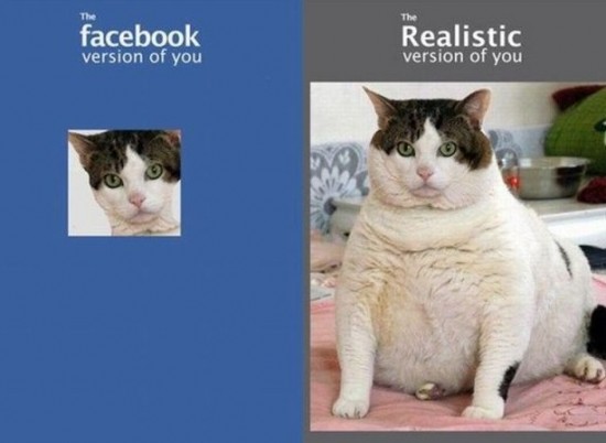 Facebook Cat