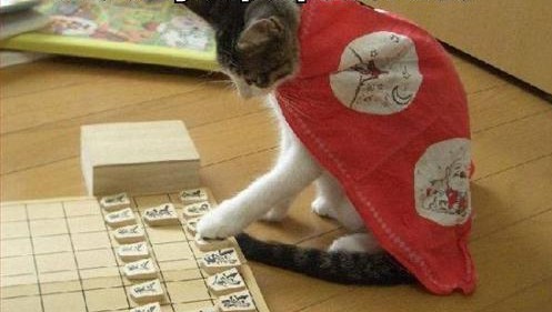 OCD Cat is a slave to procedure OCD Cat is a slave to procedure