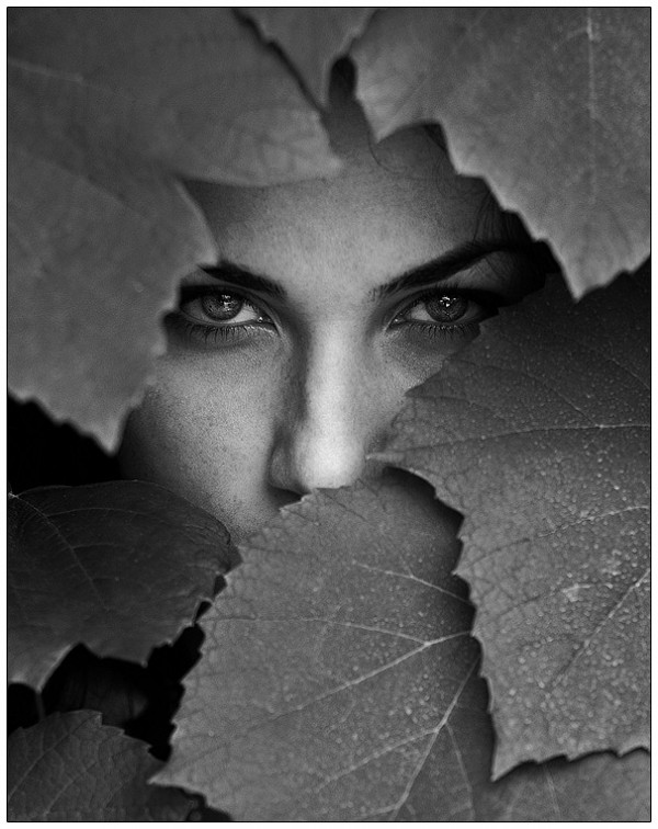 Dryad