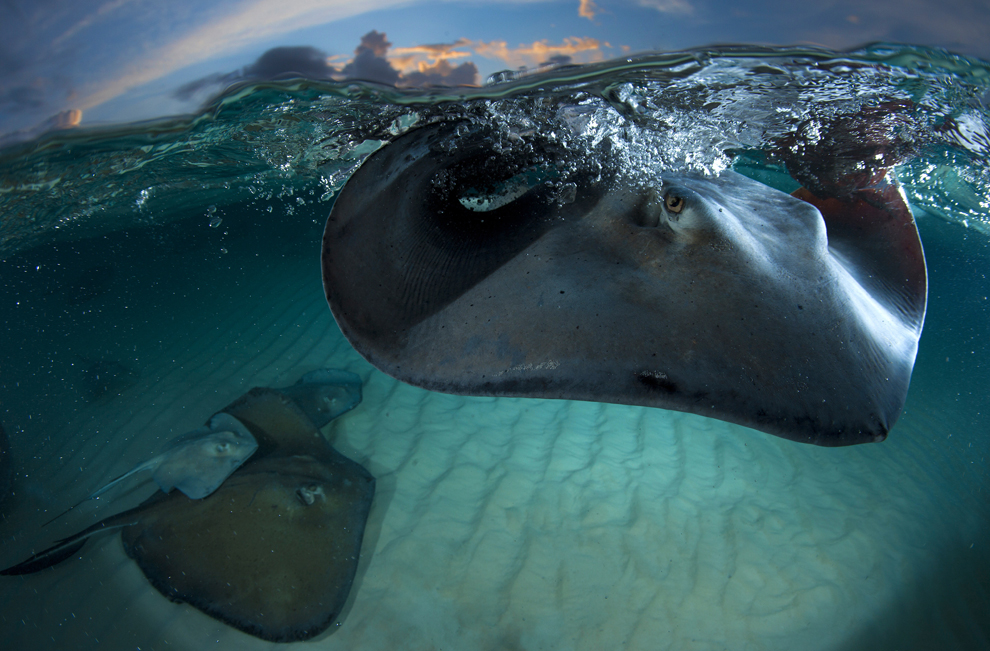 Stingray Photo by Gazzaroli Claudio