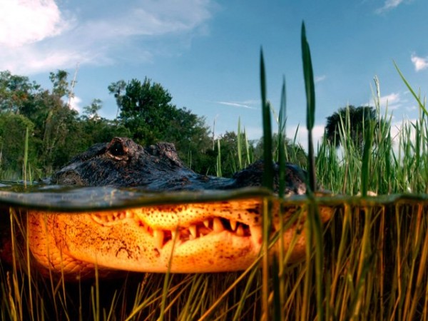 AMERICAN ALLIGATOR by Cyrinda Hoffman
