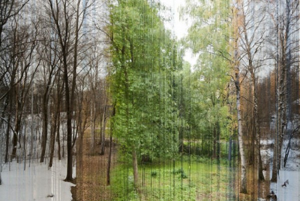 Russian forest