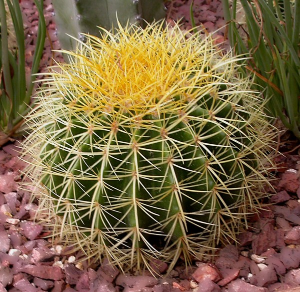 Cactus plant