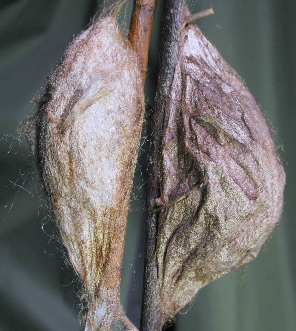 Cocoon